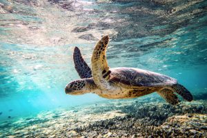 Unveiling Hiriketiya Coastal Villa